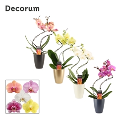 Phal Gem 2 Tak 12Ø 50cm