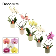 Phal Gem 2 Tak 12Ø 50cm