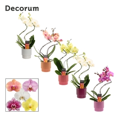 Phal Gem 2 Tak 12Ø 50cm