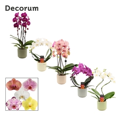 Phal Gem 2 Tak 12Ø 45cm