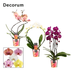 Phal Gem 2 Tak 12Ø 45cm