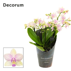 Phal Mf Ov 12Ø 35cm