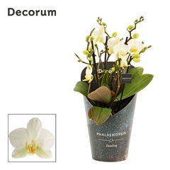 Phal Mf An Lausanne 12Ø 35cm