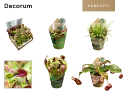 Vleesetende Planten 20cm