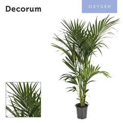 Howea Forsteriana 24Ø 180cm