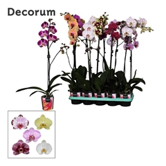 Phal Gem 2 Tak 12Ø 75cm