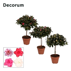 Rhodo Si Gemengd 13Ø 45cm