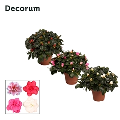 Rhodo Si Gemengd 12Ø 25cm