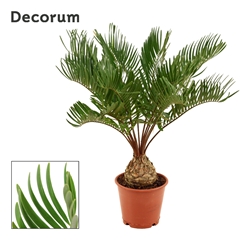 Zamia 12Ø 40cm