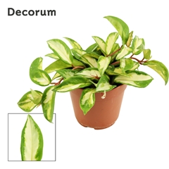 Hoya Carn Tricolor 12Ø 17cm