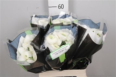 Ran Elegance White 55cm