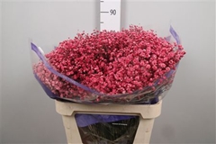 Gyps Colortreated 80cm 40gram