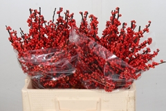 Ilex Vert (RODE Bes) 60cm
