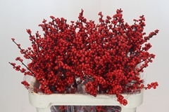 Ilex Vert (RODE Bes) 80cm