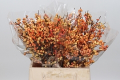 Ilex Vert Gresgold 40cm