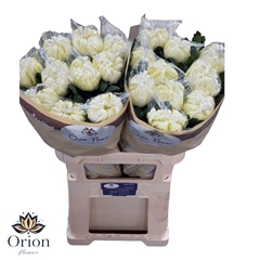 Chr G Vienna White 80cm 130gram