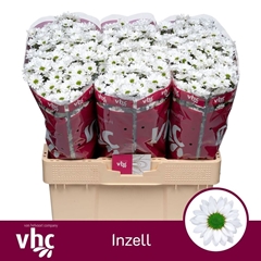 Chr S Aaa Inzell 55cm 115g