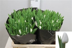 Tu En Royal Virgin 40cm 40gram 23