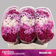 Chr San Mixed 55cm 120g