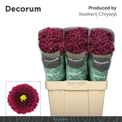 Chr San Aaa Purp Red 55cm 100g