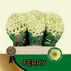 Chr San Ferry 55cm 120g