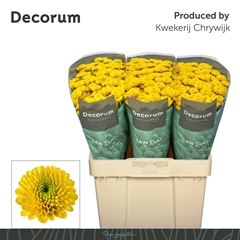 Chr San Aaa Aurinko 55cm 950g
