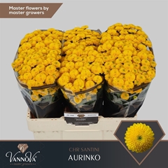 Chr San Aaa Aurinko 55cm 100g