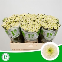 Chr S Sira 55cm 110g