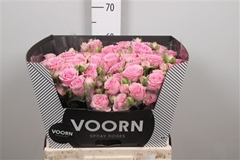 R Tr Madam Sofie 60cm 55+