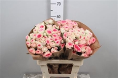 R Tr Other 60cm 55+