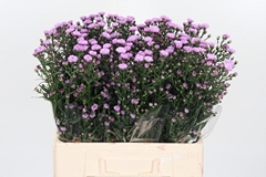 Ast Double Da Pink 60cm 15gram