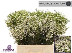 Chame Un Pearl Butto 60cm 40gram 34