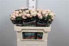 R Tr Bombastic 70cm 55+