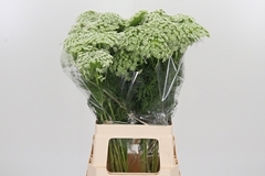Ammi Vis Casablanca 70cm
