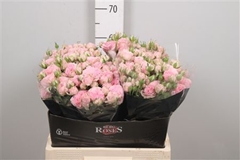 R Tr Yvette 60cm