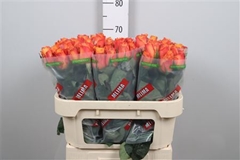 R Gr Confidential 70cm