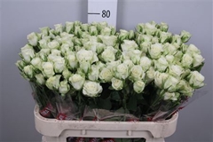 R Tr Snowflake 80cm 55+