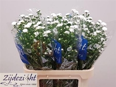 Ast Cassy 80cm 25gram