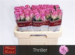 R Gr Thriller 60cm
