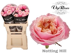 R Gr Nothing Hill 60cm