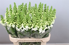 Antir Opus White 80cm