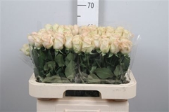 R Gr Quicksand 60cm