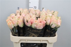 R Gr Harmony Peach 70cm