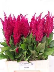 Cel P Cent Purp Rose 70cm