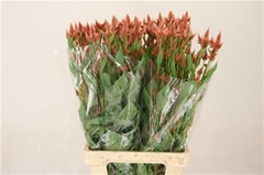 Cel Celway Salmon 80cm