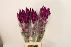Cel Celway Purple 70cm