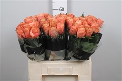 R Gr Kahala-bb 60cm