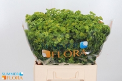 Bupleurum Rotundifol 60cm
