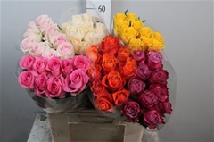 R Gr Mixed In Bucket 60cm