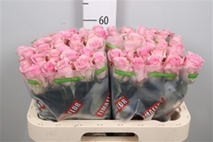 R Gr Jessika 60cm